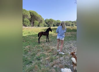 Reiterurlaub exklusiv auf unserem Lusitanogestüt 