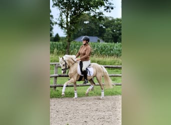 Piccolo Pony Tedesco, Castrone, 4 Anni, 140 cm, Palomino
