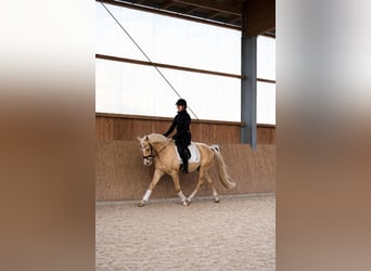 Piccolo Pony Tedesco, Castrone, 4 Anni, 147 cm, Palomino