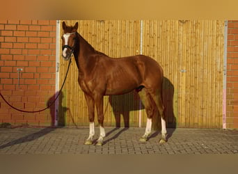Piccolo Pony Tedesco, Castrone, 4 Anni, 158 cm, Sauro