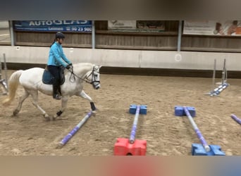 Piccolo Pony Tedesco Mix, Giumenta, 15 Anni, 152 cm, Grigio