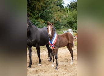 Piccolo Pony Tedesco, Giumenta, 1 Anno, Baio scuro