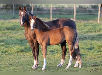 Piccolo Pony Tedesco, Giumenta, 1 Anno, Sauro