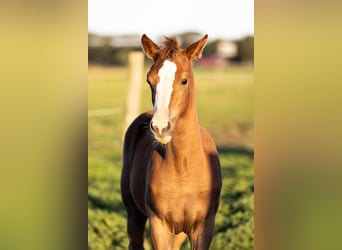 Piccolo Pony Tedesco, Giumenta, 1 Anno, Sauro