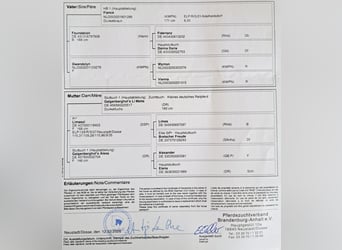 Piccolo Pony Tedesco, Giumenta, 1 Anno, Sauro
