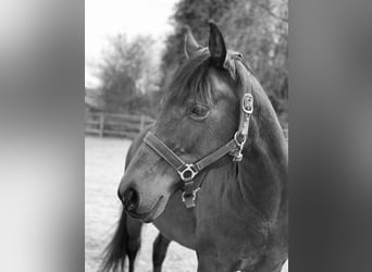 Piccolo Pony Tedesco, Giumenta, 25 Anni, 153 cm, Baio