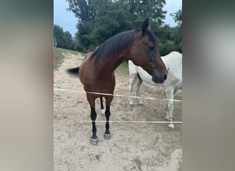 Piccolo Pony Tedesco, Giumenta, 25 Anni, 153 cm, Baio
