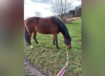 Piccolo Pony Tedesco, Giumenta, 25 Anni, 153 cm, Baio
