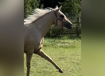 Piccolo Pony Tedesco, Giumenta, 3 Anni, 154 cm, Palomino