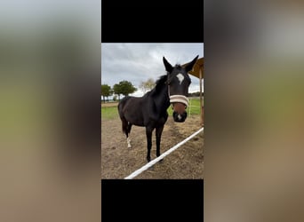Piccolo Pony Tedesco, Giumenta, 3 Anni, 162 cm, Baio scuro