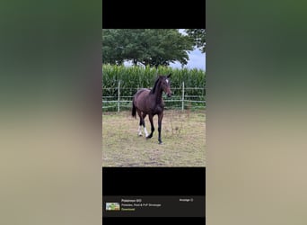 Piccolo Pony Tedesco, Giumenta, 3 Anni, 162 cm, Baio scuro