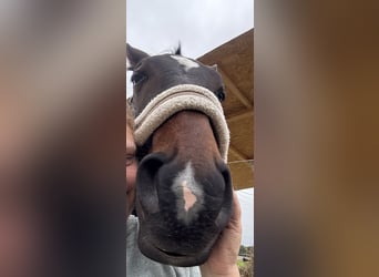Piccolo Pony Tedesco, Giumenta, 3 Anni, 162 cm, Baio scuro