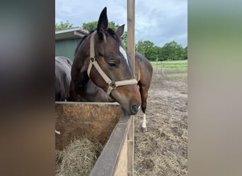 Piccolo Pony Tedesco, Giumenta, 3 Anni, 162 cm, Baio scuro