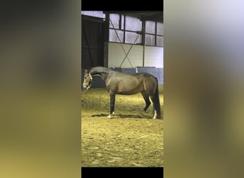 Piccolo Pony Tedesco, Giumenta, 4 Anni, 146 cm, Pelle di daino