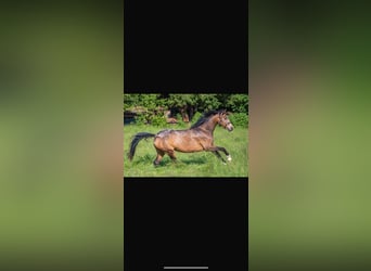 Piccolo Pony Tedesco, Giumenta, 4 Anni, 146 cm, Pelle di daino