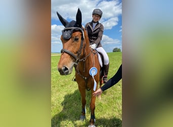 Piccolo Pony Tedesco, Giumenta, 6 Anni, 157 cm, Sauro