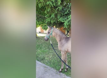 Piccolo Pony Tedesco, Giumenta, Puledri (04/2025), 136 cm, Pelle di daino