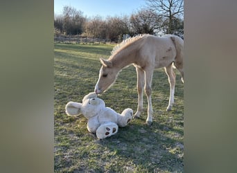 Piccolo Pony Tedesco, Giumenta, , 158 cm, Palomino