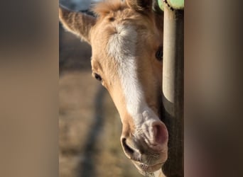 Piccolo Pony Tedesco, Giumenta, , 158 cm, Palomino