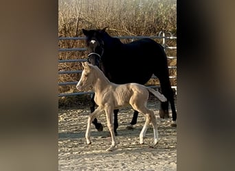 Piccolo Pony Tedesco, Giumenta, , 158 cm, Palomino