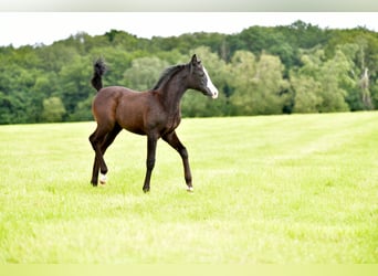 Piccolo Pony Tedesco, Giumenta, Puledri
 (04/2024), Grigio