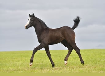 Piccolo Pony Tedesco, Giumenta, Puledri
 (04/2024), Grigio