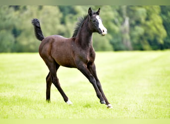 Piccolo Pony Tedesco, Giumenta, Puledri
 (04/2024), Grigio