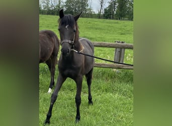 Piccolo Pony Tedesco, Stallone, 1 Anno, 145 cm, Baio nero