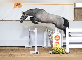 Piccolo Pony Tedesco, Stallone, 2 Anni, 157 cm, Grigio