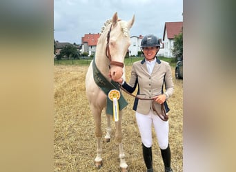 Piccolo Pony Tedesco, Stallone, 7 Anni, 156 cm, Cremello