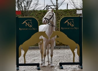 Piccolo Pony Tedesco, Stallone, 7 Anni, 156 cm, Cremello