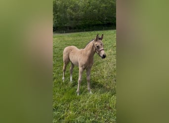 Piccolo Pony Tedesco, Stallone, Puledri (04/2026), 155 cm, Pelle di daino