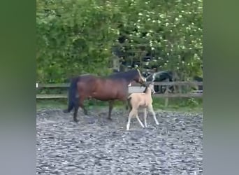 Piccolo Pony Tedesco, Stallone, Puledri (04/2026), 155 cm, Pelle di daino