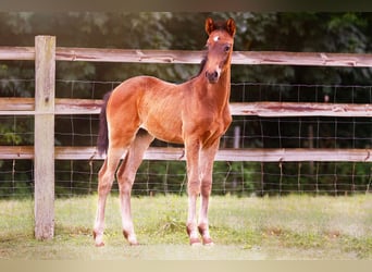 Piccolo Pony Tedesco, Stallone, , 159 cm, Baio nero