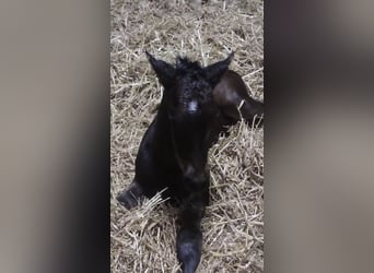 Piccolo Pony Tedesco, Stallone, , 159 cm, Baio nero