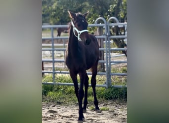 Piccolo Pony Tedesco, Stallone, Puledri (03/2025), 165 cm, Baio nero