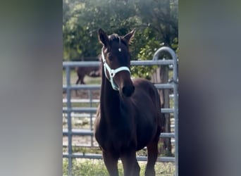 Piccolo Pony Tedesco, Stallone, Puledri (03/2025), 165 cm, Baio nero