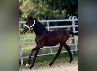 Piccolo Pony Tedesco, Stallone, Puledri (03/2025), 165 cm, Baio nero