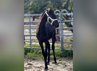 Piccolo Pony Tedesco, Stallone, Puledri (03/2025), 165 cm, Baio nero