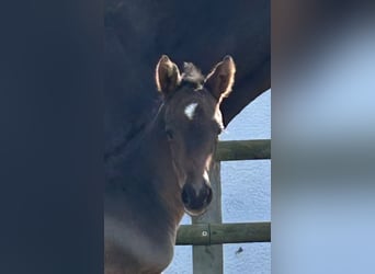 Piccolo Pony Tedesco, Stallone, Puledri (03/2025), 165 cm, Baio nero