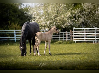 Piccolo Pony Tedesco, Stallone, Puledri (04/2026), 165 cm, Pelle di daino