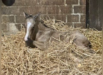Piccolo Pony Tedesco, Stallone, Puledri (04/2026), 165 cm, Pelle di daino