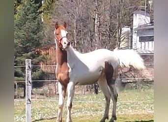 Pie-arabe, Étalon, 1 Année, 160 cm, Pinto