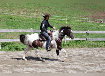 Pie-arabe, Hongre, 4 Ans, 156 cm, Pinto