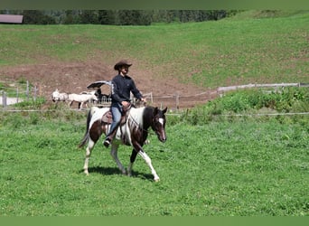 Pintabian, Gelding, 4 years, 15.1 hh, Pinto