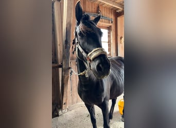Pintabian Mix, Mare, 8 years, 14.1 hh, Black