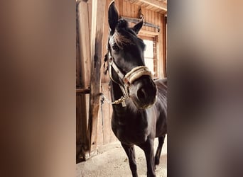 Pintabian Mix, Mare, 8 years, 14.1 hh, Black