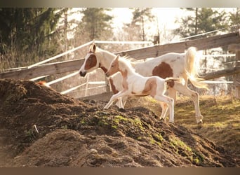 Pintabian, Mare, Foal (02/2026), 15 hh, Palomino