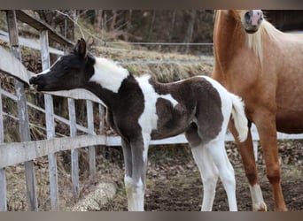 Pintabian, Mare, Foal (03/2026), 15,1 hh, Tobiano-all-colors