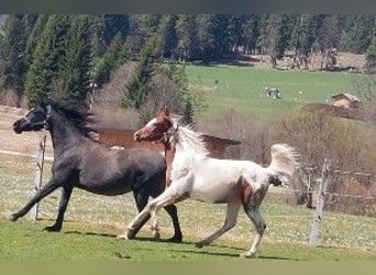 Pintabian, Stallion, 1 year, 15.2 hh, Pinto